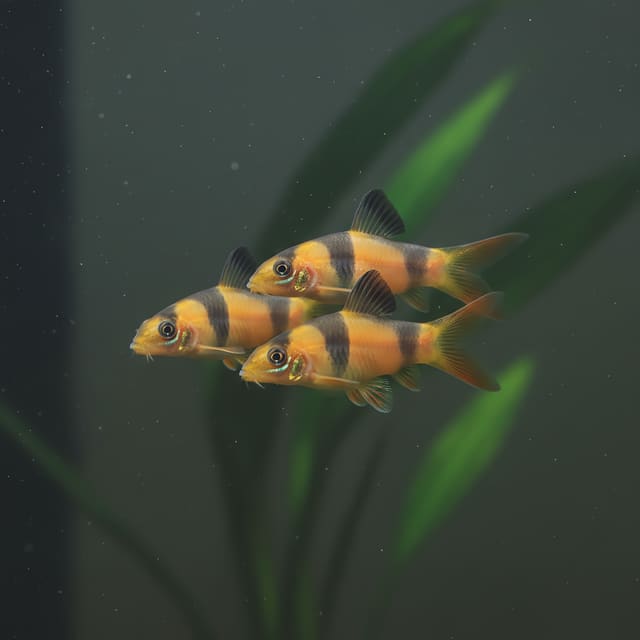 3 X Clown Loach (Botia macracantha)