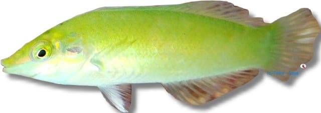 Pastel-green wrasse marine wrasses + parrots + hogfish fish