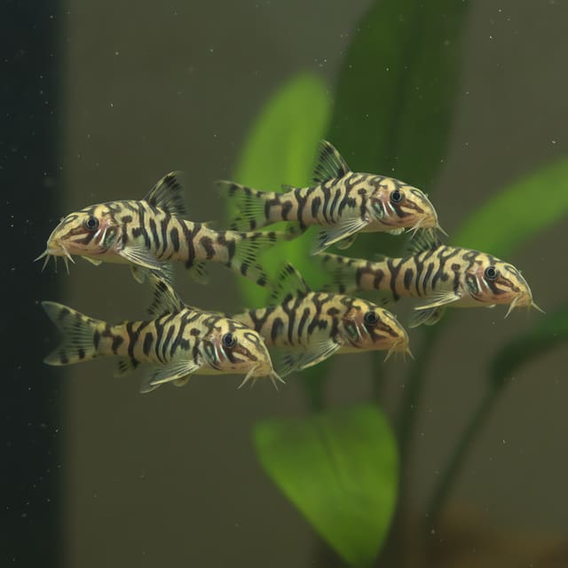 4 X YoYo Loaches (Botia lohachata)