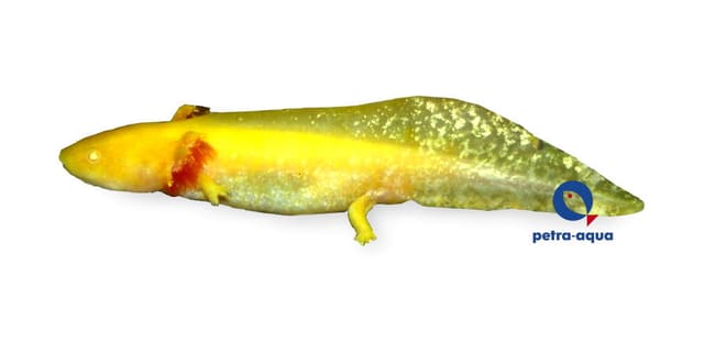 Gold axolotl amphibian in aquarium