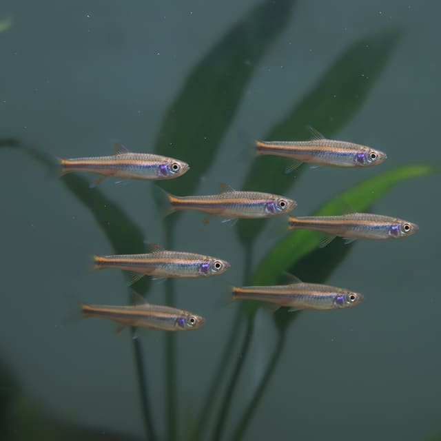5 X Rainbow Shiners (Notropsis chrosomus)