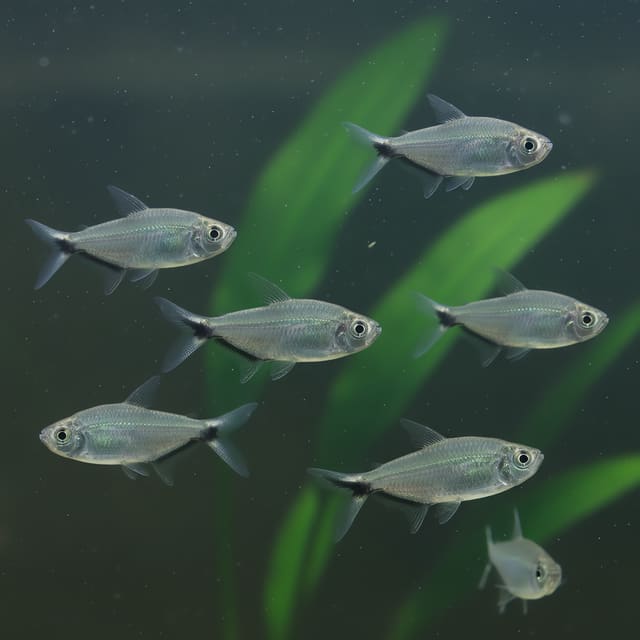 6 X Moenkhausia costae