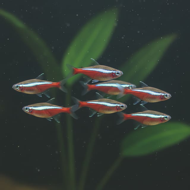 6 X Cardinal Tetras (Cheirodon axelrodi CB)