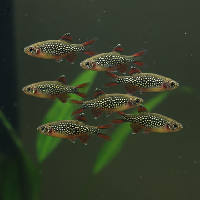 6 X Celestial Pearl Danios (Danio margaritatus)