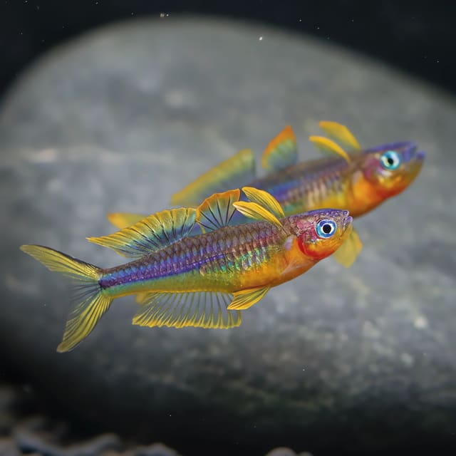 6 × Forked-Tail Rainbowfish (Popondetta furcata)