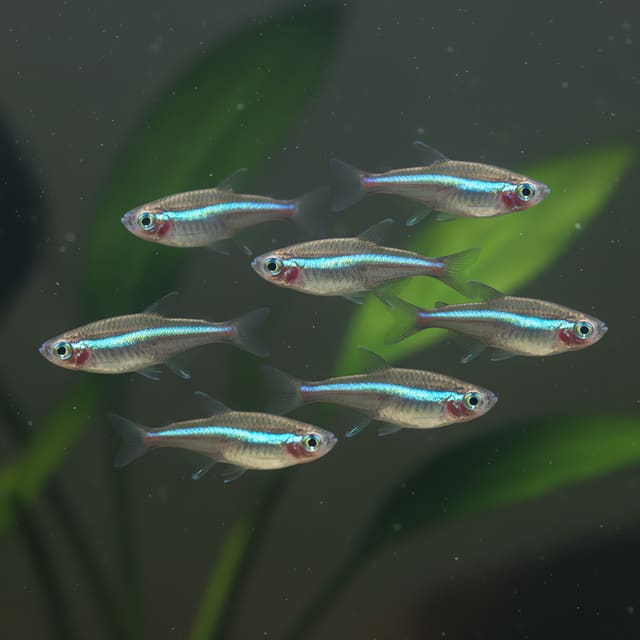 6 X Green Neon Tetra (Paracheirodon simulans CB)