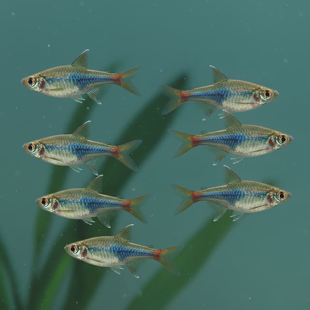 6 X Harlequin Rasboras (Rasbora heteromorpha)