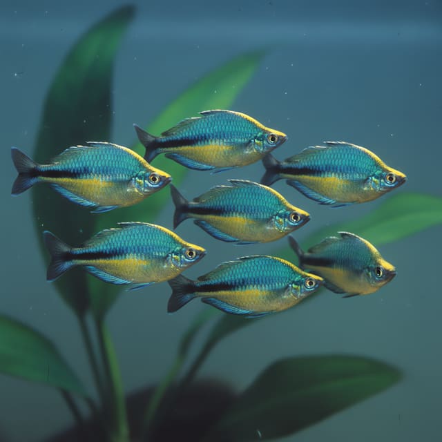 6 X Lake Kutubu Rainbowfish (Melanotaenia lacustris)