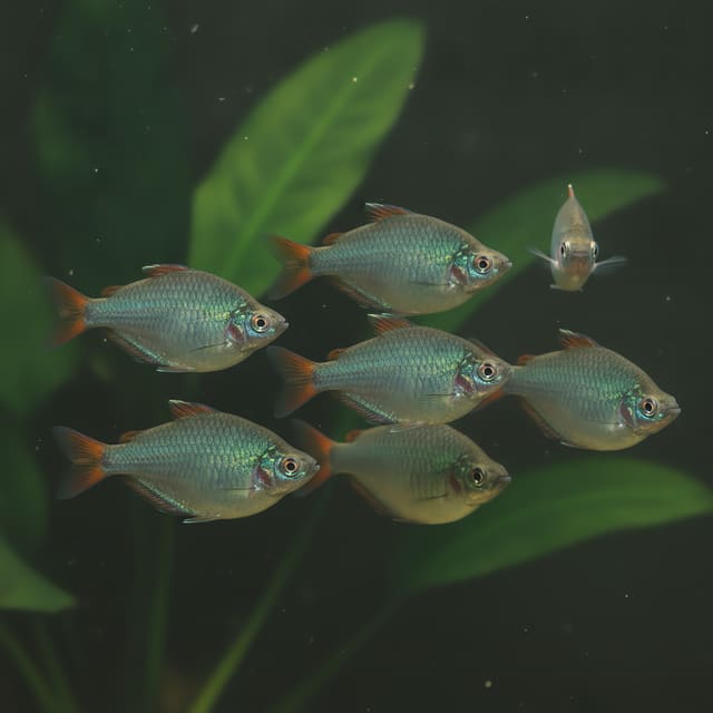 6 X Neon Dwarf Rainbowfish (Melanotaenia praecox)