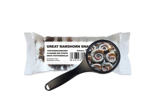 Live Great Ramshorn Snails for Aquariums in the UK