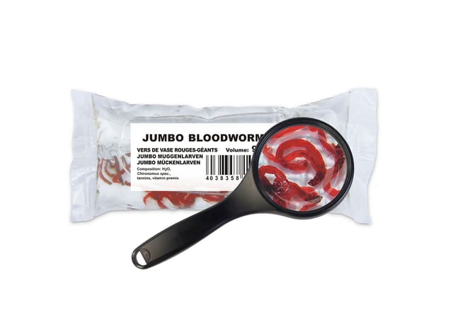 Live Red Mosquito Larvae Jumbo for Fish