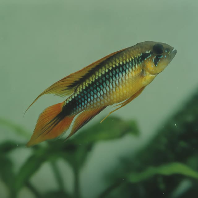 Agassiz' Dwarf Cichlid (Apistogramma agassizii) in a planted aquarium — representative image