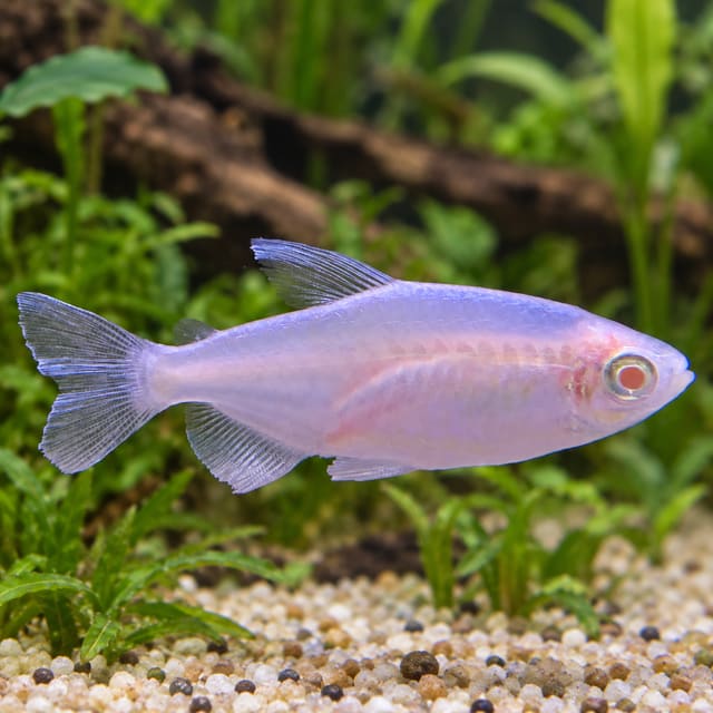 Albino Congo Tetra (Phenacogrammus interruptus), pale pink-white with red eyes and long fins, in a planted aquarium
