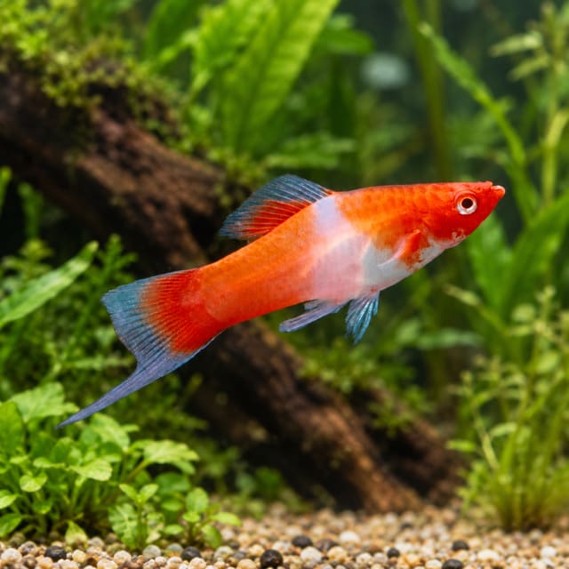 Albino Kohaku male swordtail with red eyes, an orange-red head and tail, a white saddle and a pale sword, in a planted