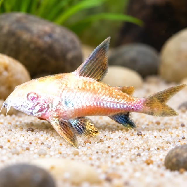 Albino Peppered Cory with a peach-pink body, golden sheen and red eye resting on pale sand among smooth stones