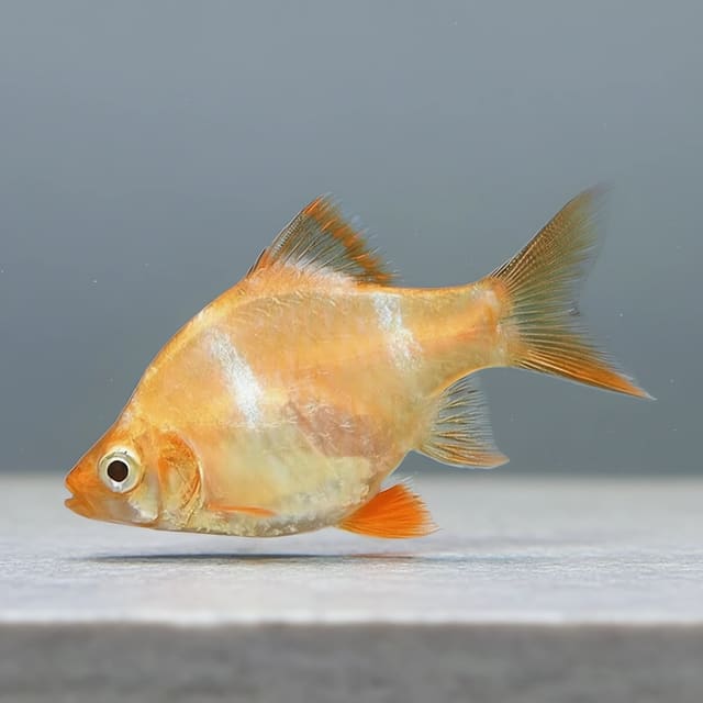 Albino Tiger Barb (Puntigrus tetrazona var. albino)