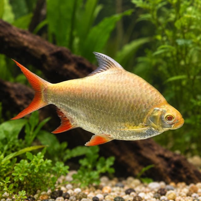 Albino Tinfoil Barb (Barbonymus schwanenfeldii) with a golden-cream body, orange-red fins and red eyes, in a planted aquarium