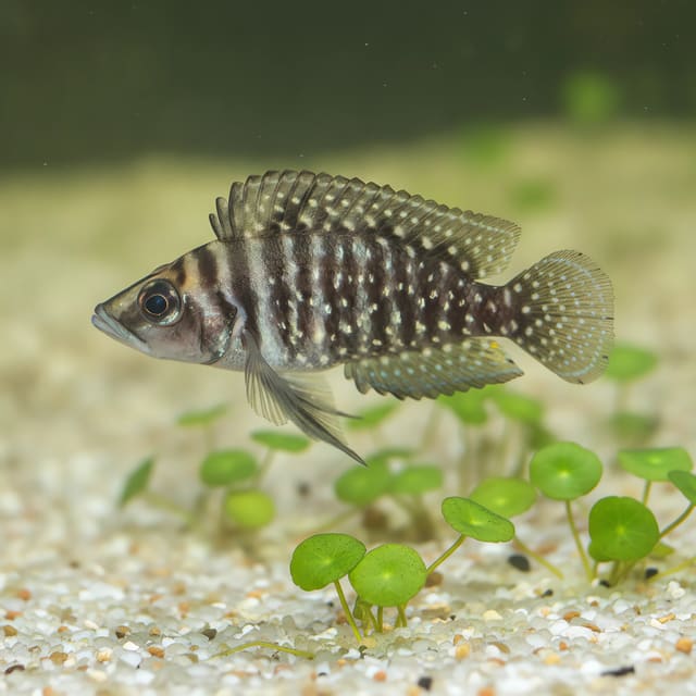 Altolamprologus calvus black in a planted aquarium — representative image