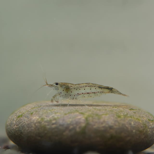 Amano Shrimp (Caridina multidentata) exact Petra source photo