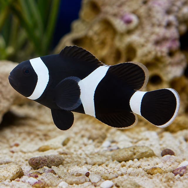Black misbar Ocellaris clownfish Amphiprion ocellaris 3-5 cm swimming in a marine aquarium