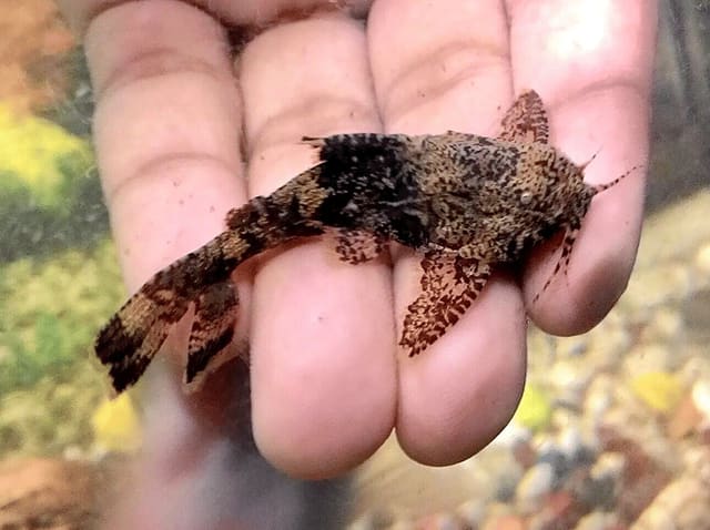 Anchor Catfish Hara jerdoni resting on a hand for scale