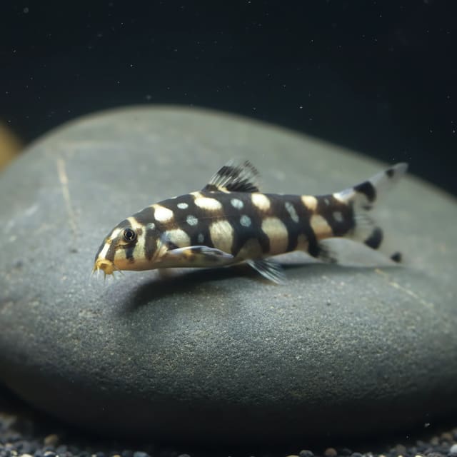 Long Fin Guama Bristlenose Pleco - Ancistrus Sp. Lda016 Long Fin - South America (Ancistrus sp.) - Buy Online UK |...
