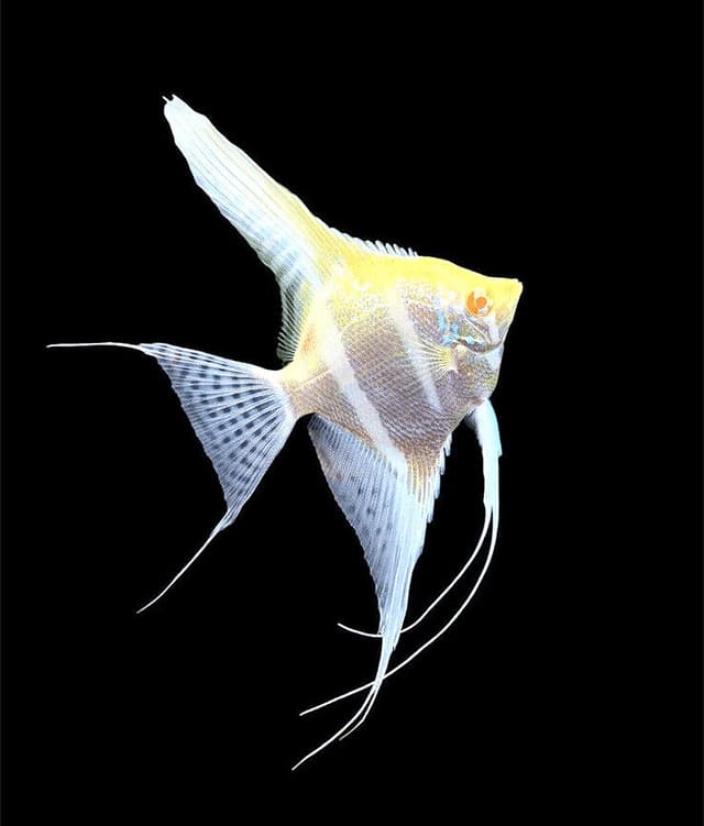 Rio Japura Albino Angelfish (Pterophyllum scalare) in profile