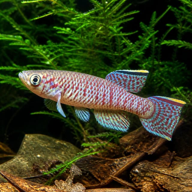 Aphyosemion australe cap esterias — Gardner's Lyretail Killifish - UK — representative image