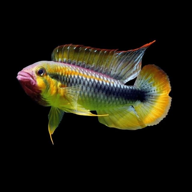 Apistogramma sp. Abacaxis Wilhelmi showing male dwarf cichlid colour
