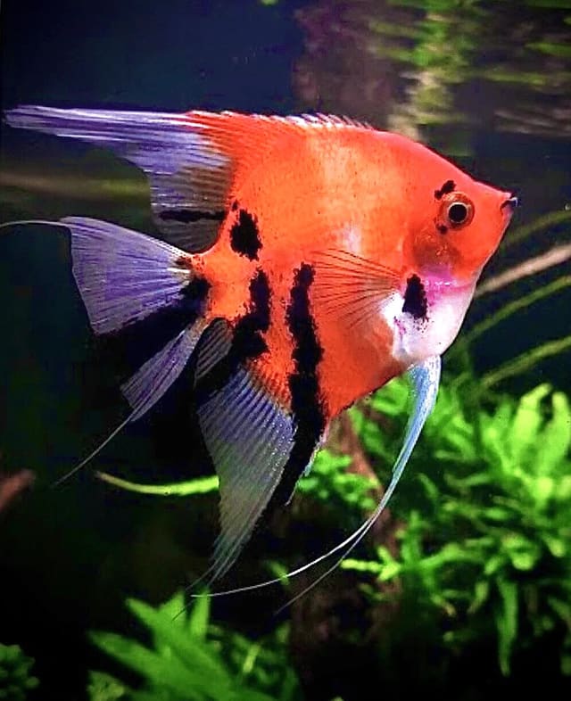 Full Orange Koi Angelfish (Pterophyllum scalare) in a planted aquarium