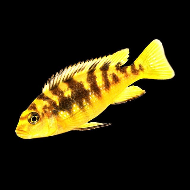 Bumblebee Cichlid (Pseudotropheus crabro)