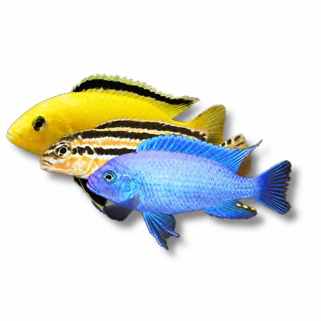 Assorted Lake Malawi Cichlids, Medium (Malawi cichlid mixed)