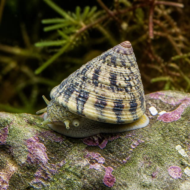 Astraea Snail (Astraea spp.) reef clean-up crew grazer