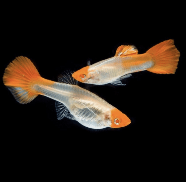 Poecilia reticulata (in pairs) albino koi glassbely