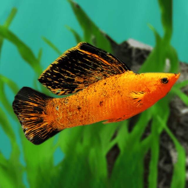 Poecilia velifera red leopard sailfin molly