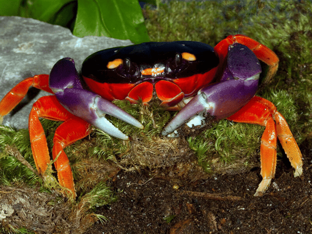 Gecarcinus quadratus