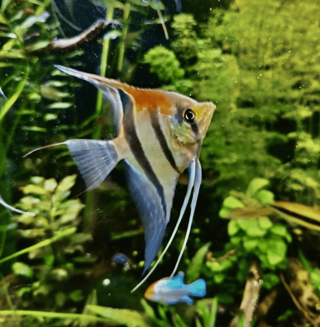 Pterophyllum scalare manacapuru