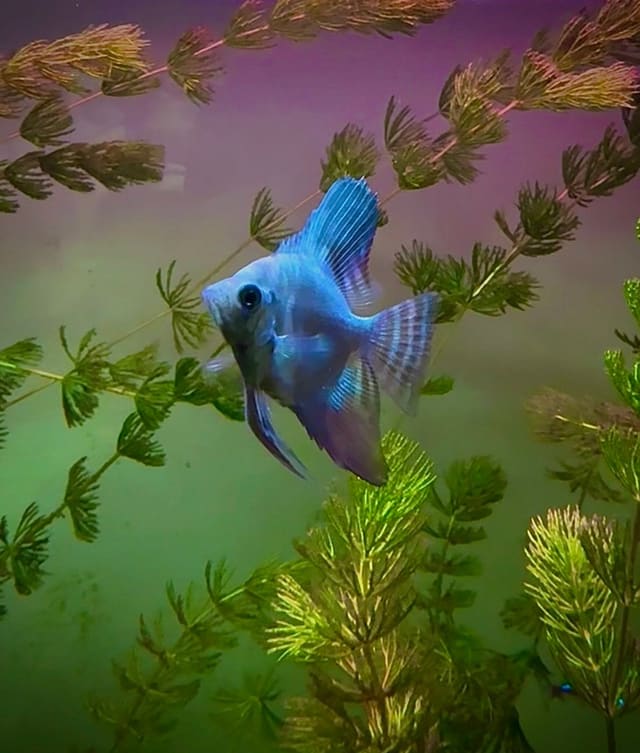 Pterophyllum scalare blue mix