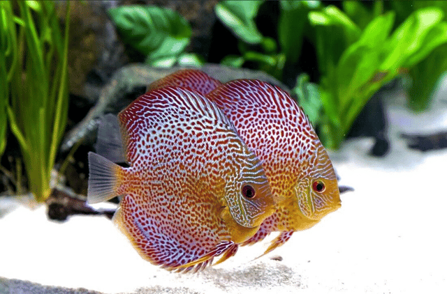 Symphysodon leopard spotted