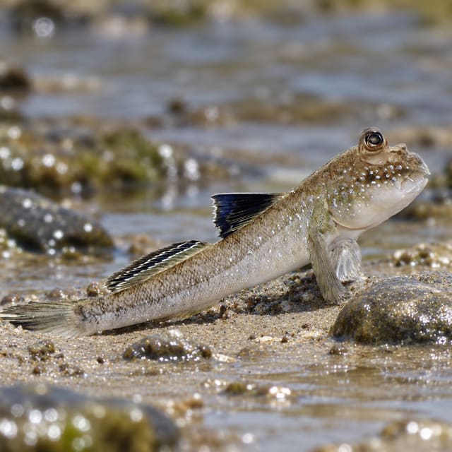 Atlantic mudskipper (Periophthalmus barbarus) resting on wet sand, with raised eyes and a blue-black first dorsal fin