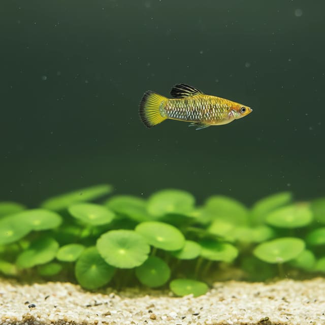 Neon Red Calico Peacock Cichlid (Aulonocara sp. Calico)
