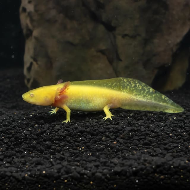 Axolotl (Ambystoma mexicanum gold) in a planted aquarium — representative image