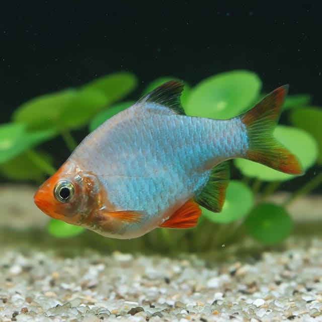 Platinum green Tiger Barb Barbus tetrazona live fish 2.5 cm with metallic green sheen