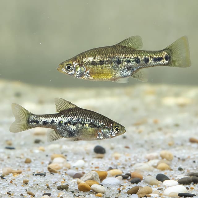 Barred Splitfin (Chapalichthys encaustus), representative vertically barred Mexican goodeid in an aquarium