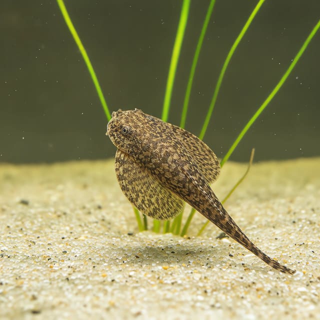 Beaufortia leveretti Chinese hillstream loach 4-5 cm clinging to rock in a flowing aquarium