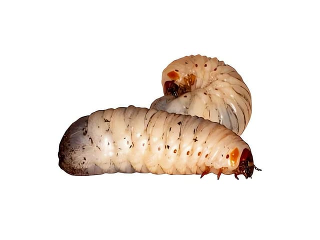 Enhanced reference image of two pale sun beetle larvae on a white background; pack contents and exact appearance vary