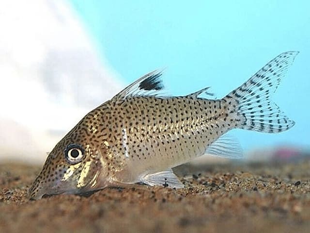 Leopard Cory spotted Corydoras catfish on sandy aquarium substrate