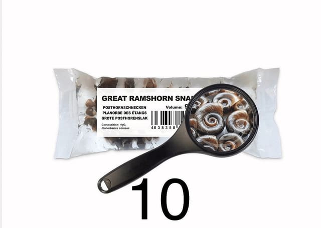 Great Ramshorn Snails live food 25 x 90ml PE bags