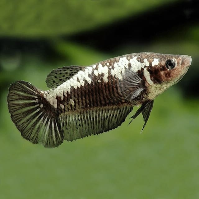 Betta (Betta splendens)