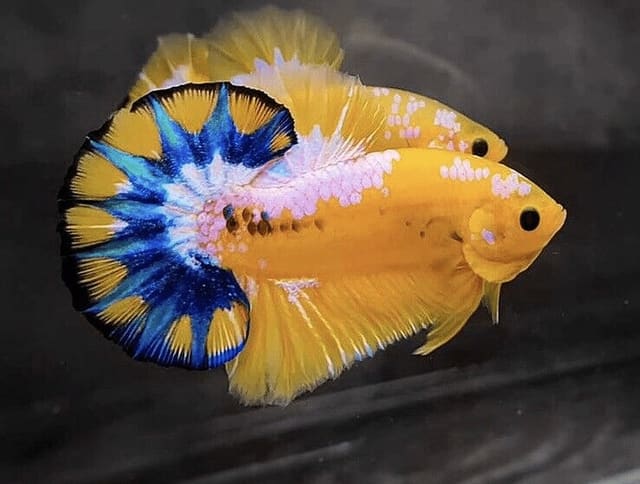 Halfmoon Plakat male Betta splendens with yellow body and blue tail patterning